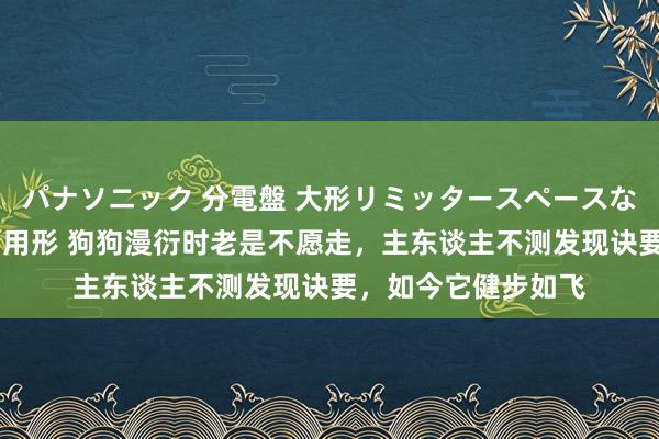 パナソニック 分電盤 大形リミッタースペースなし 露出・半埋込両用形 狗狗漫衍时老是不愿走，主东谈主不测发现诀要，如今它健步如飞